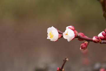 White plum blossoms