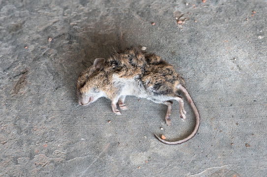 Dead mouse on the floor