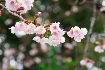 Cherry Blossoms