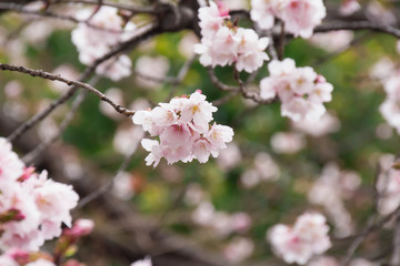 Cherry Blossoms
