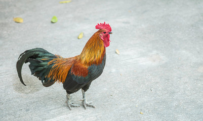 Closeup beautiful chicken on blurred cement floor textured background with copy space