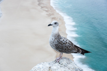 View on seagull