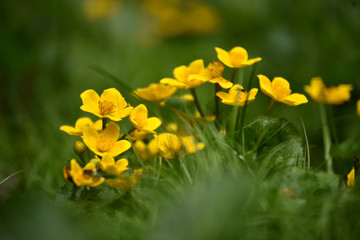 Obraz premium Beautiful yellow wildflowers blooming in the meadow