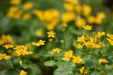 Fototapeta premium Yellow wildflowers blooming in the outdoors