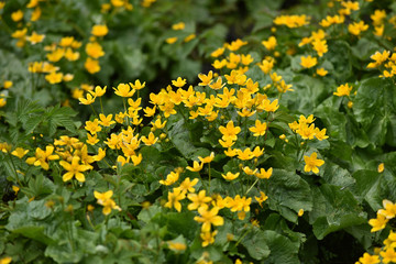 Obraz premium Yellow wildflowers in the spring