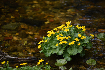 Yellow wildflowers near water stream