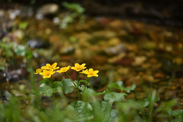Yellow wildflowers near water stream