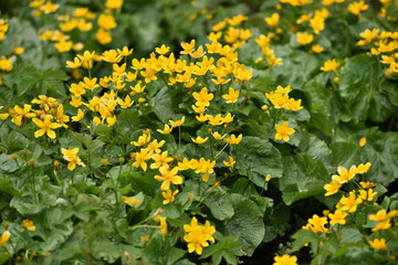 Yellow wildflowers in the summer