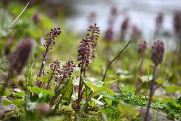 Purple flowers living on wet, soggy soil