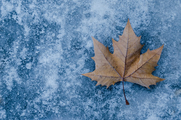 Brown leaf on a frozen pavement