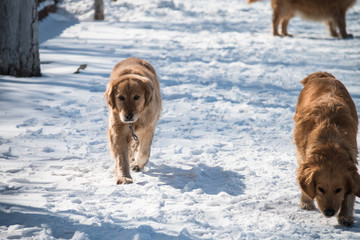 Golden dog in the snow