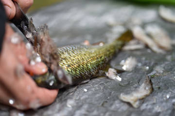 Firsherman cleaning scales of freshly caught fish
