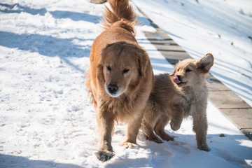 Golden dog in the snow