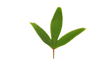 gren leaf isolate on white background