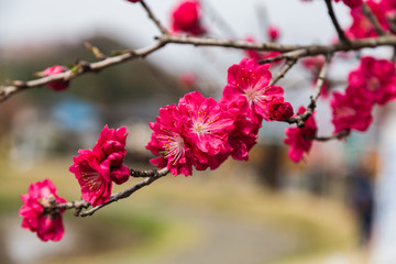 The deep pink plum blossom on the branch