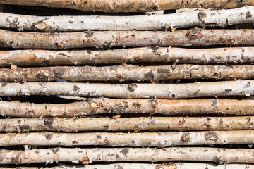 Birch fence background