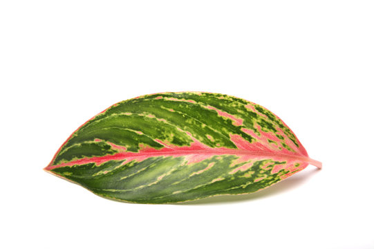 green and red pattern leaf isolate on white background
