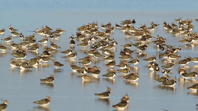 The northern lapwing, also known as the peewit, pewit, tuit or tew-it, green plover or just lapwing, is a bird in the lapwing family. 