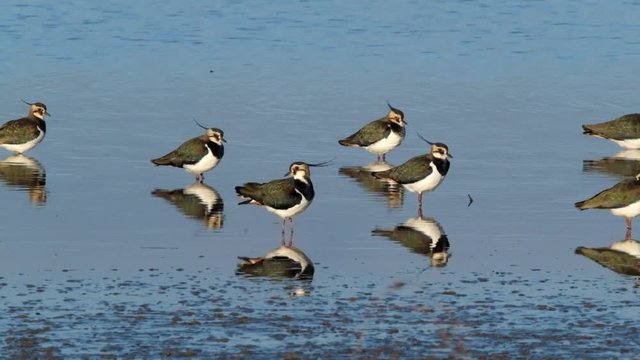 The northern lapwing, also known as the peewit, pewit, tuit or tew-it, green plover or just lapwing, is a bird in the lapwing family. 
