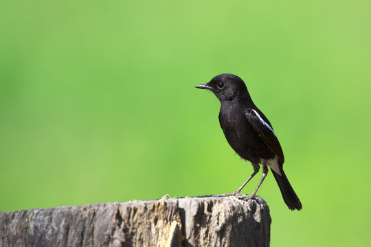 Image of bird black on nature background. Pied Bushchat ( Saxicola caprata )