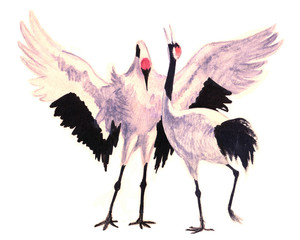 Hand drawn sketch on paper of red crowned crane dancing couple