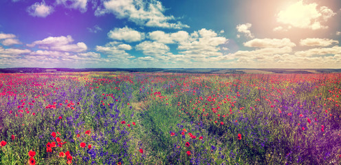 a perfect sky glowing in sunlight at a summer day over the flowers field. country road on spring meadow with color flowers . poppy flowers in the field. rural landscape. instagram filter