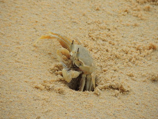 Crab  out of his hole on a white sand beach