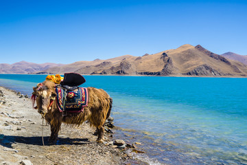 Yamdrok lake in Tibet with Yak
