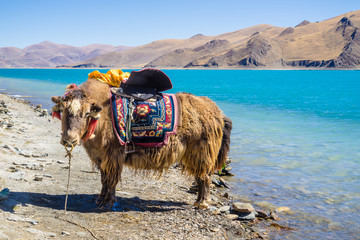 Beautiful landscape picture of Yamdrok lake in Tibet,yak