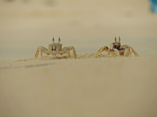Crab  out of his hole on a white sand beach