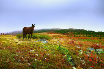  lonely horse in the red grass. Landscape with a horse