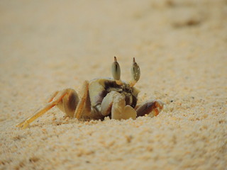 Crab  out of his hole on a white sand beach