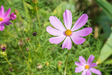 Cosmos flower in garden
