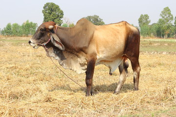 Brown Cow release tricky natural food.