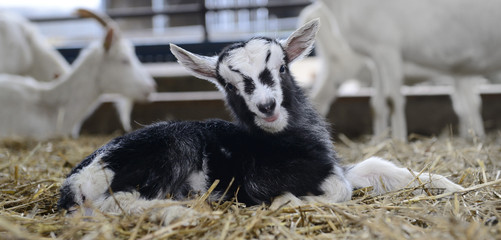 Neugeborenes Lamm Banner