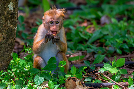 Sri-Lankan toque macaque