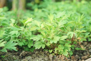 Mugwort plant field.