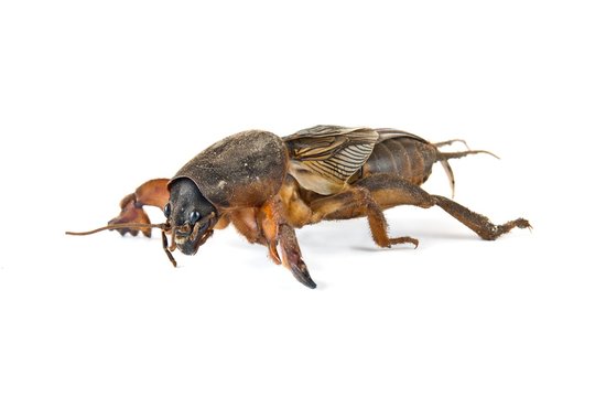 Mole cricket