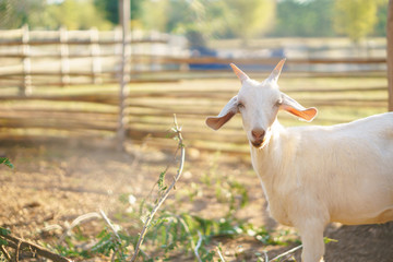 Fototapeta premium Goats living in the paddock steel of farm.