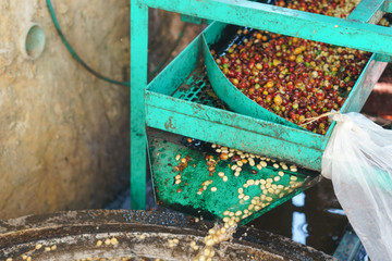 Red berries coffee bean process in factory