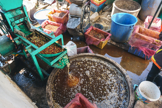 Red Berries Coffee Bean Process In Factory