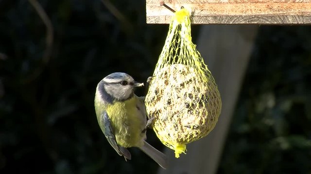 Eine Blaumeise am Meisenkn&ouml;del wird von einer anderen Blaumeise abgel&ouml;st (Nahaufnahme)
