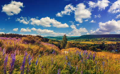 Fototapeta na wymiar fantastic sunny day, road on hill with blue lupine flowers, perfect blue sky in the background. wonderful nature view. creative image.