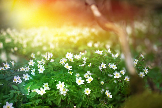 Flowering forest on sunset sunrise dawn with soft focus, spring floral botanic nature background wallpaper. Wild forest flowers snowdrops.
