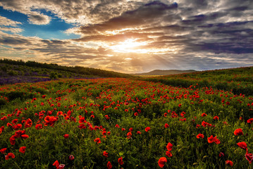 Fototapeta na wymiar Fantastic evening with flowering hills in the warm sunlight in the twilight. dramatic sky. beautiful morning scene. wonderful blooming field of poppies. soft selective focus. creative image.