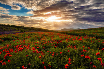 Fantastic evening with flowering hills in the warm sunlight in the twilight. dramatic sky....
