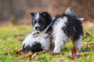two Elo puppies scuffle on the meadow