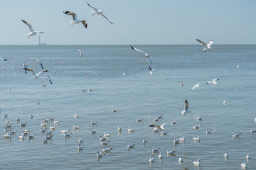 Flying Seagulls with Clear Sky at Mangrove Forest , Bang pu, Samut Prakan, Thailand