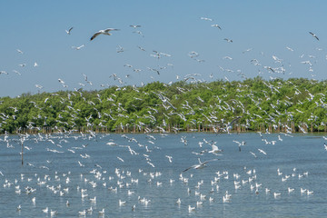 Flying Seagulls with Clear Sky at Mangrove Forest , Bang pu, Samut Prakan, Thailand