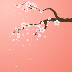 Isolated branch with flowers of sakura. Cartoon pink and white blossoms of Japanese cherry tree.